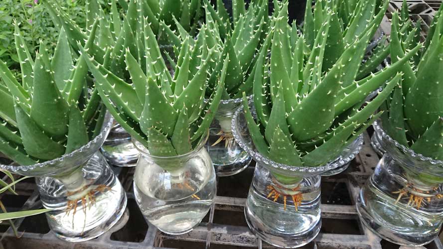 Lâm Đồng Mô hình trồng cây nha đam trên vùng đất màu mỡ Di Linh Dân Việt #32 Lâm Đồng Mô hình trồng cây nha đam trên vùng đất màu mỡ Di Linh Dân Việt